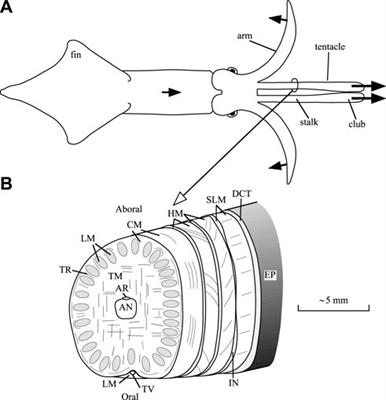 Predicting the effects of spatiotemporal modifications of muscle activation on the tentacle extension in squid